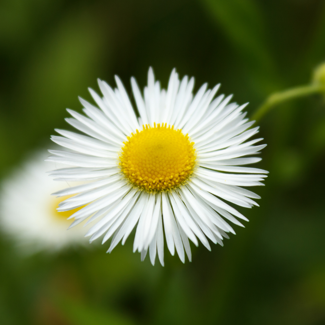 Dried Chamomile Flowers