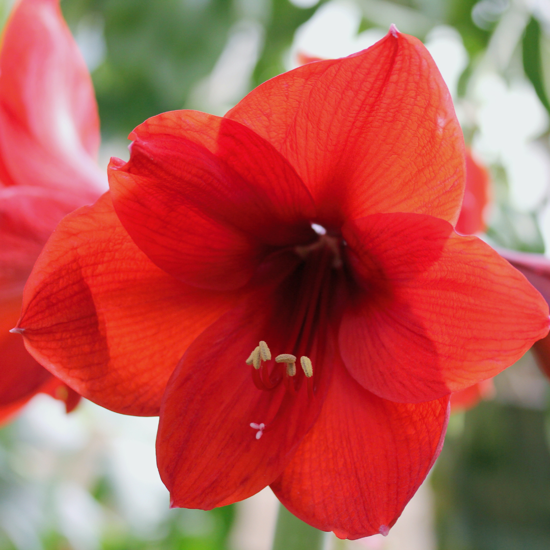 Dried Hibiscus Flowers