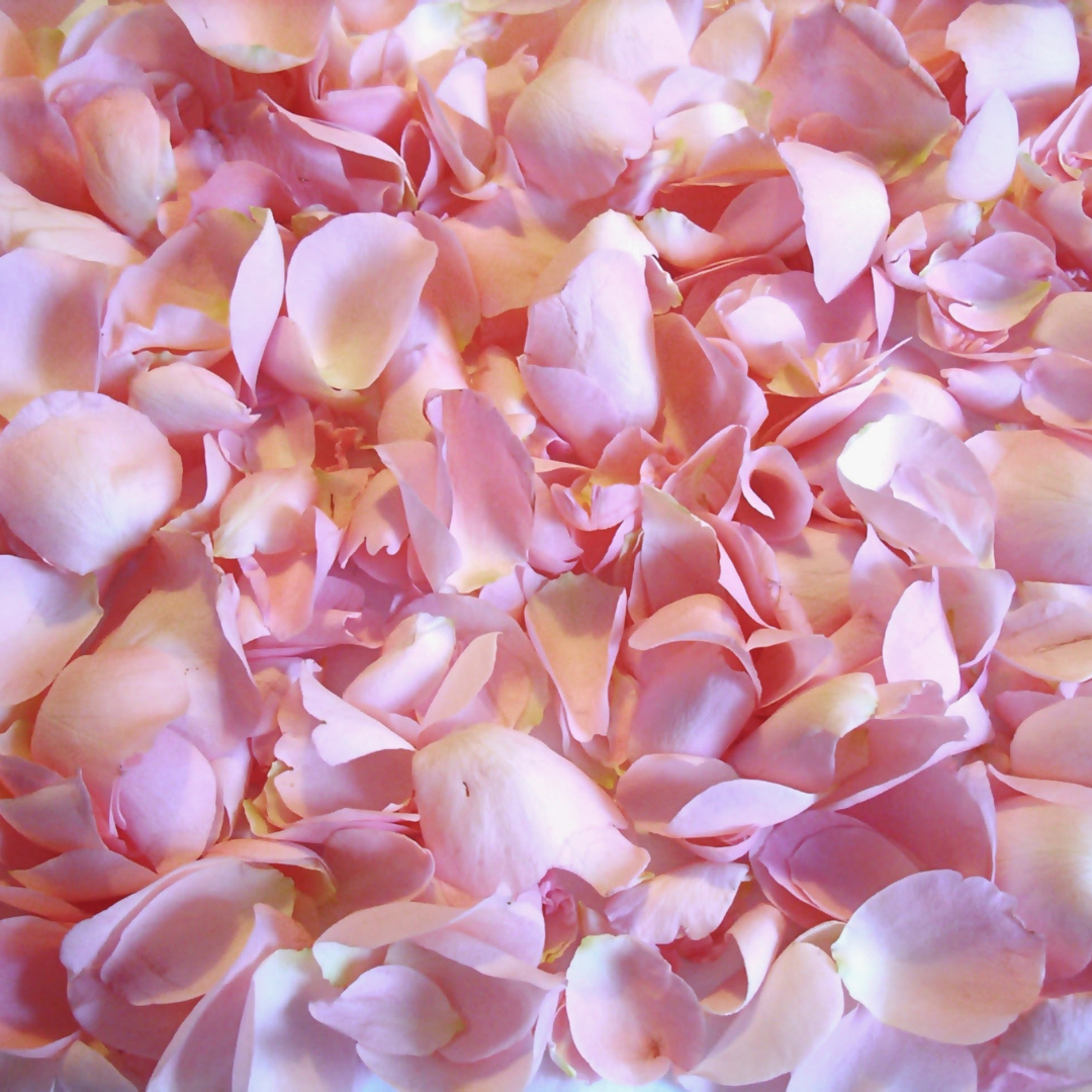 Pink Rose Petals