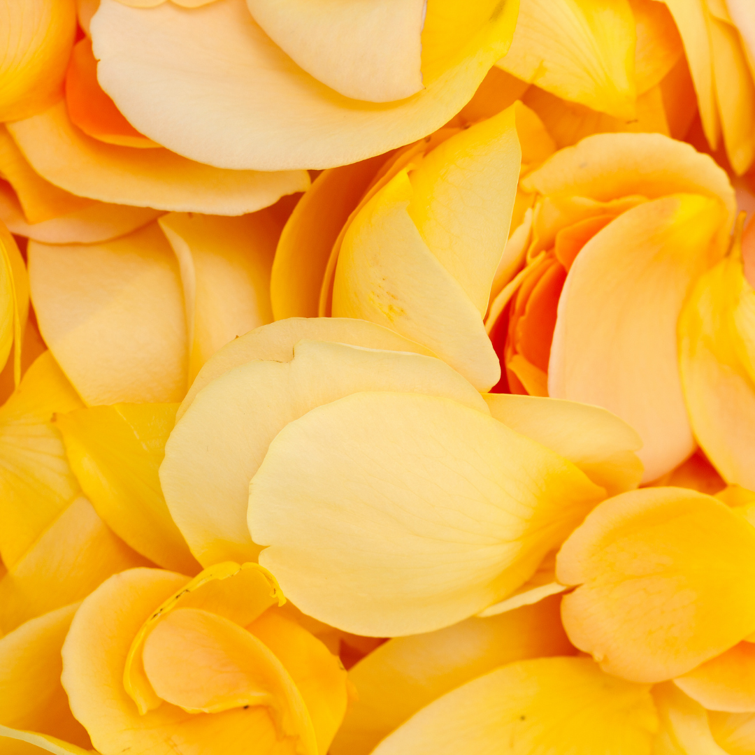 Yellow Rose Petals