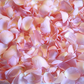 Pink Rose Petals